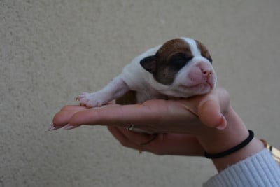 Les chiots de Bulldog continental
