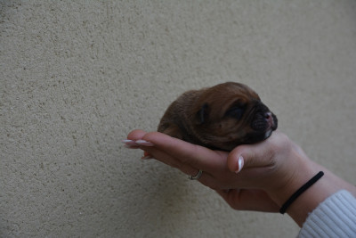Les chiots de Bulldog continental