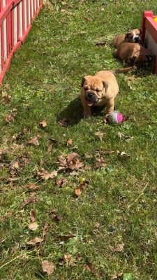 Les chiots de Bulldog continental