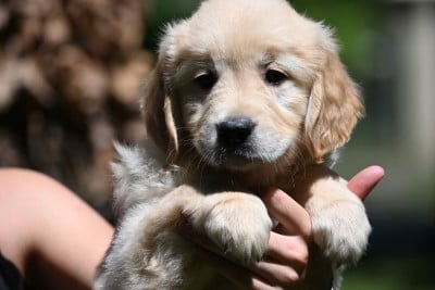 Les chiots de Golden Retriever