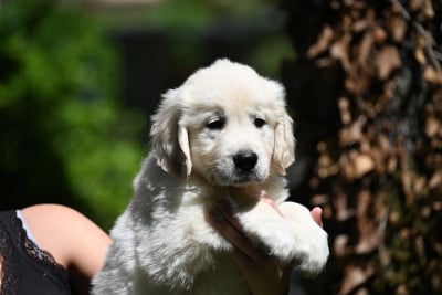 Les chiots de Golden Retriever