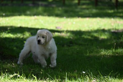 Les chiots de Golden Retriever