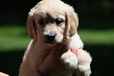 Les chiots de Golden Retriever