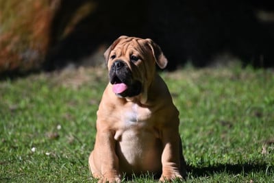 Les chiots de Bulldog continental