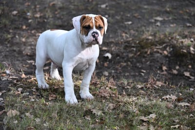 Les chiots de Bulldog continental
