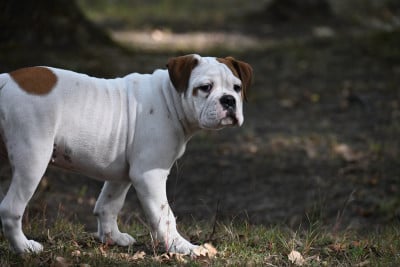 Les chiots de Bulldog continental