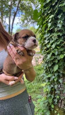 Les chiots de Bulldog continental