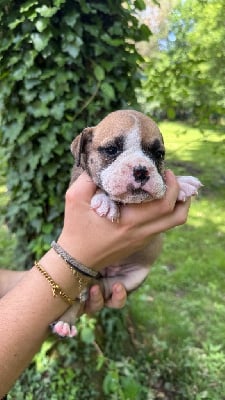 Les chiots de Bulldog continental