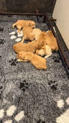 Les chiots de Golden Retriever