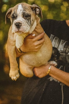 Les chiots de Bulldog continental