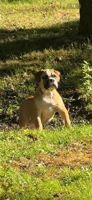 Les chiots de Bulldog continental