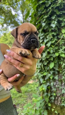 Les chiots de Bulldog continental