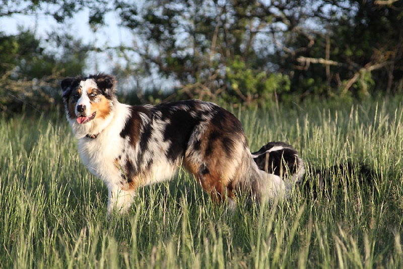 Echo de vie de la Troade