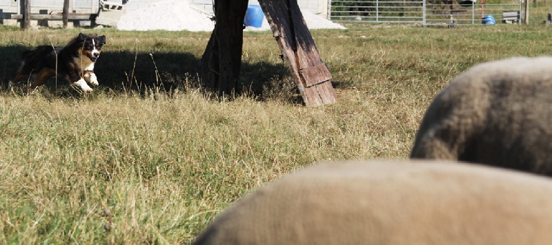 Elenwë back in black de la Troade