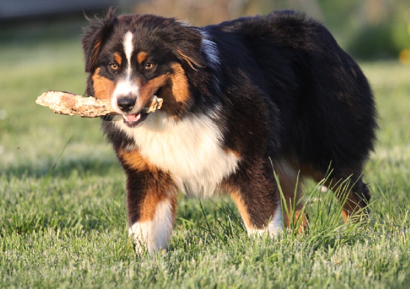 Elenwë back in black de la Troade