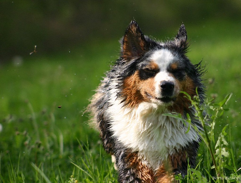Varape de la villa Loubet - 2ème Excellent en Classe Vétéran Femelles