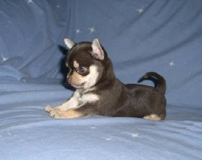 Publication : du Moulin de Kerliviry Auteur : Cindy Rutter Hudson