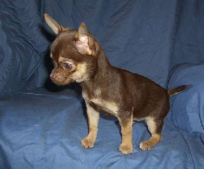 Publication : du Moulin de Kerliviry Auteur : Cindy Rutter Hudson