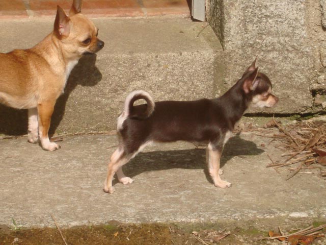 Publication : du Moulin de Kerliviry Auteur : Cindy Rutter Hudson