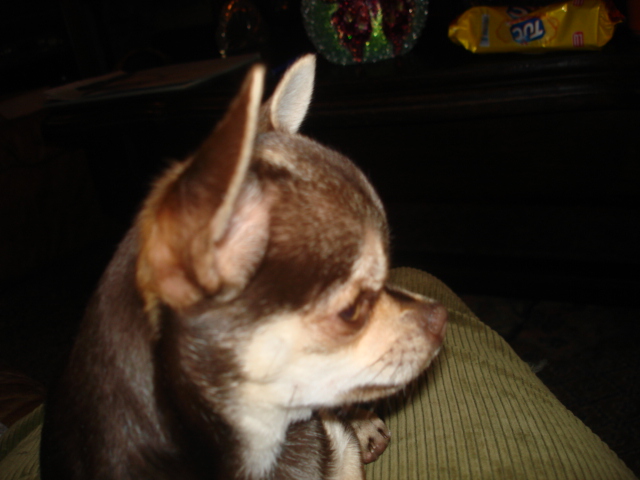 Publication : du Moulin de Kerliviry Auteur : Cindy Rutter Hudson