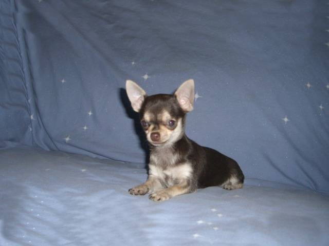 Publication : du Moulin de Kerliviry Auteur : Cindy Rutter Hudson