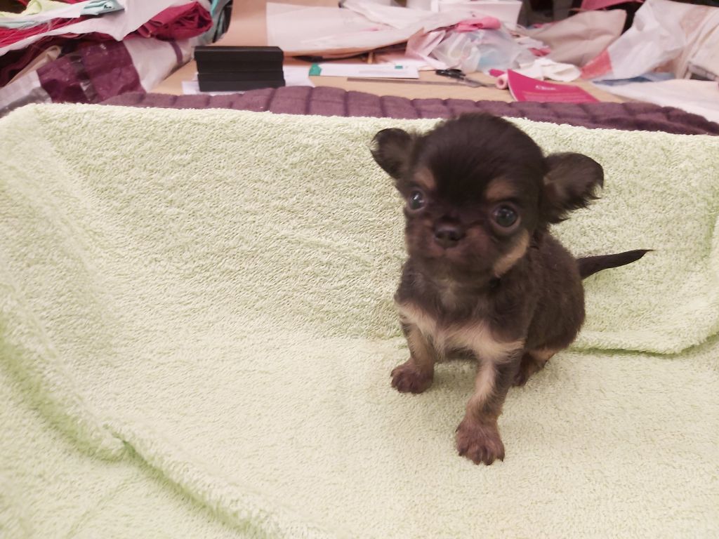 CHIOT - Chihuahua