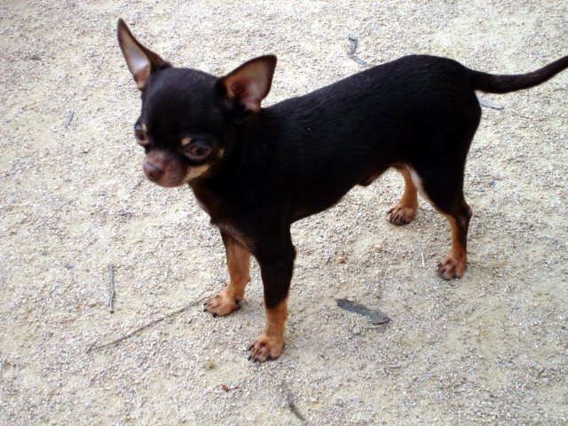 Hylander du Moulin de Kerliviry - 2éme Excellent - Classe Jeune