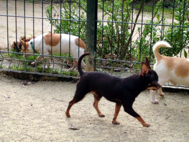 Hylander du Moulin de Kerliviry - 4éme Classé -Excellent - Classe Intermediare