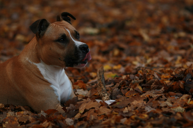 Publication : of staff island Auteur : nicolas gouin