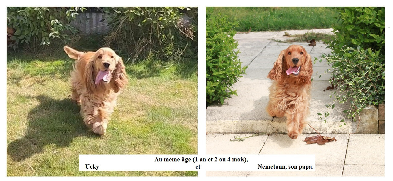 UCKY de Lann-er-Marh