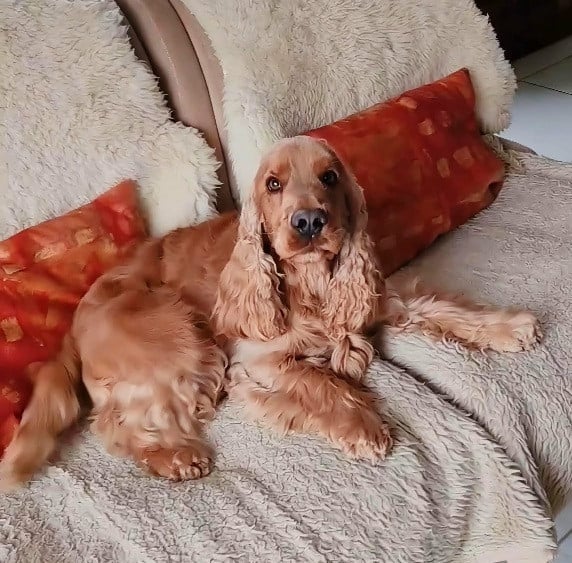 UCKY de Lann-er-Marh