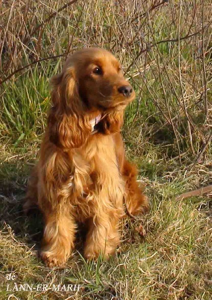 TR. CH. Fiona de Lann-er-Marh - 4è Excellent à la Spéciale bécasses.