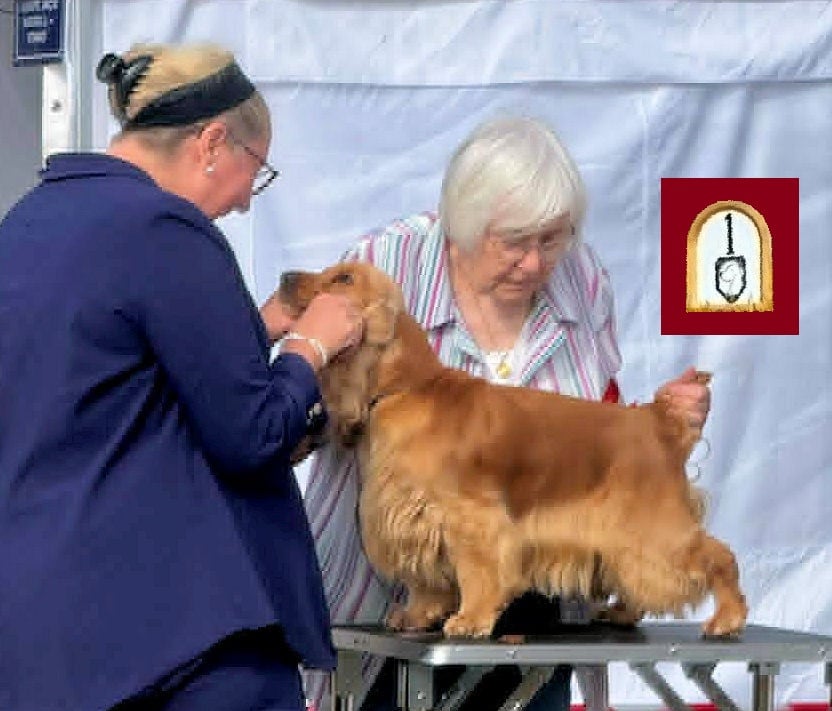 TR. Sélina de Lann-er-Marh - 1er Excellent (cl. Travail). 1er Exc. classe travail. Meileur chien de Travail de la Régionale d'élevage.
