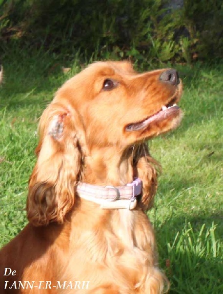 TR. CH. Fiona de Lann-er-Marh - Très Bon