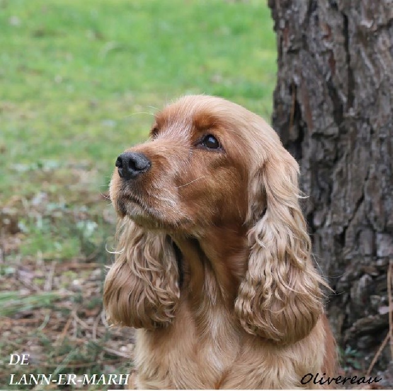 TR. CH. Fiona de Lann-er-Marh - 4ème Excellent