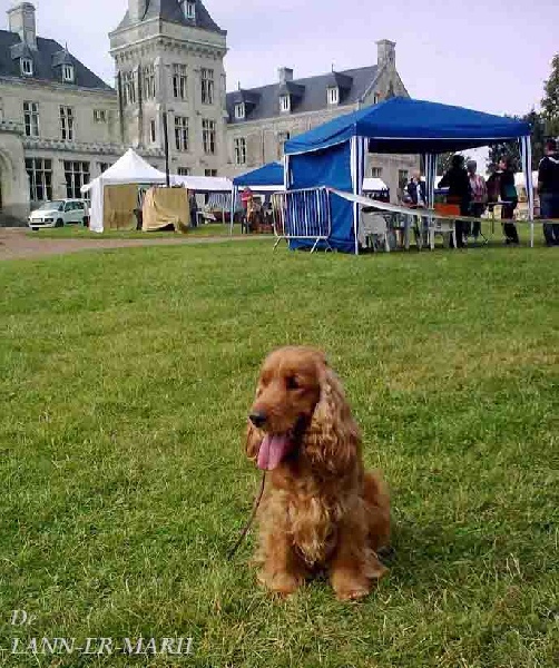 TR. CH. Fiona de Lann-er-Marh - 1er Excellent (Cl Travail) + Meilleure Femelle de Race