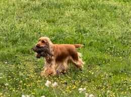 TR. Sélina de Lann-er-Marh - 3ème Excellent