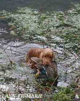 TR. CH. Fiona de Lann-er-Marh - Brevet de rapport à l'eau.