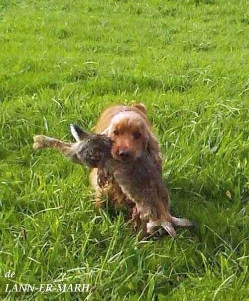 TR. CH. Fiona de Lann-er-Marh - 1er Excellent avec C.A.C.T.