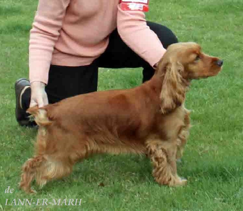 TR. CH. Fiona de Lann-er-Marh - 1er Excellent (Classe Travail)