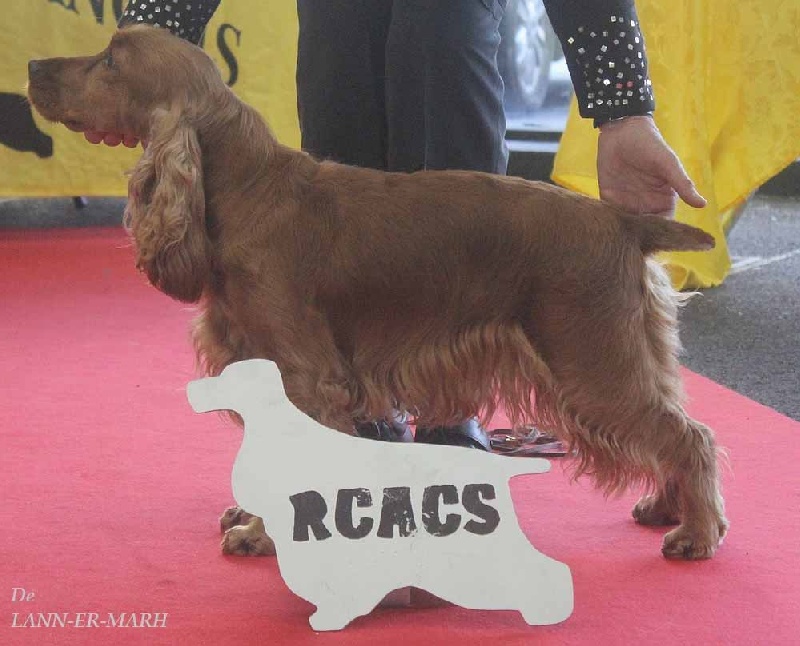 TR. CH. Fiona de Lann-er-Marh - 1er Excellent (Cl Travail) et R.C.A.C.S.