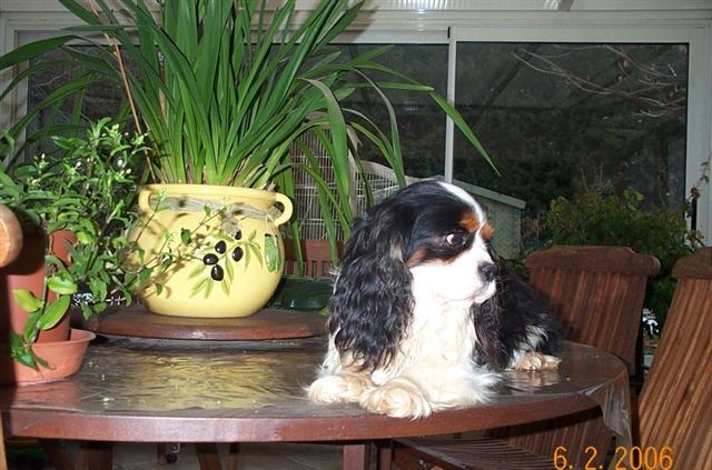 Publication : du royaume des petits Anges