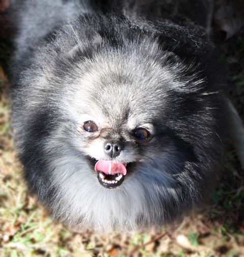 Publication : Follow me