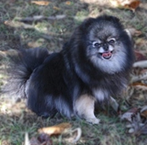 Publication : Follow me