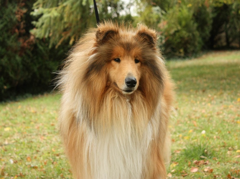 Dual b, dit yoko of Snowthy Park