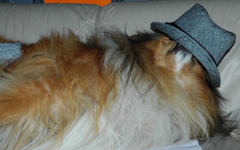 Dual b, dit yoko of Snowthy Park