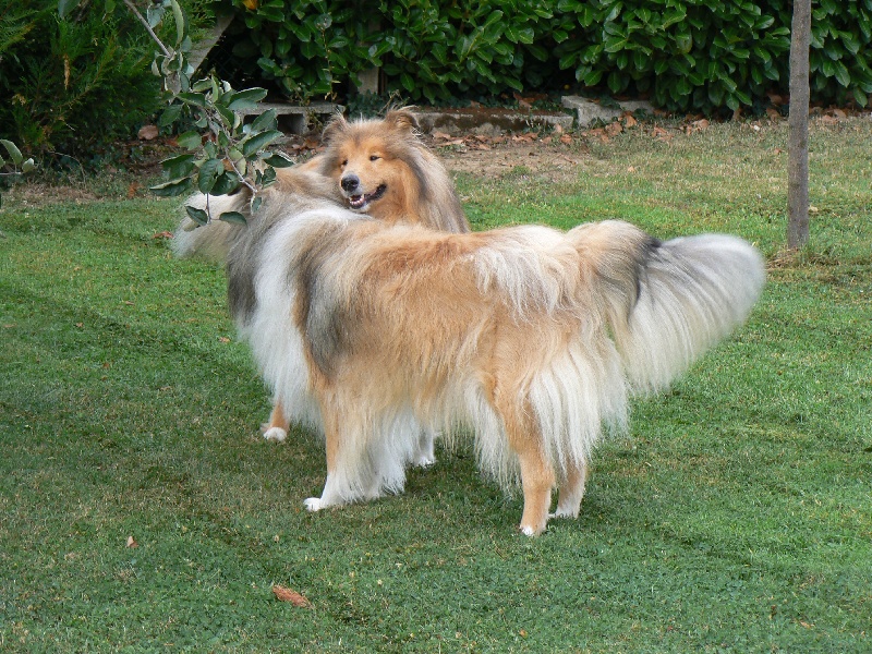 Dual b, dit yoko of Snowthy Park