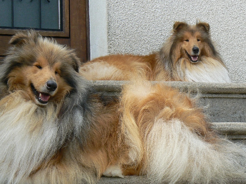 Dual b, dit yoko of Snowthy Park