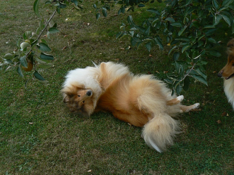 Dual b, dit yoko of Snowthy Park