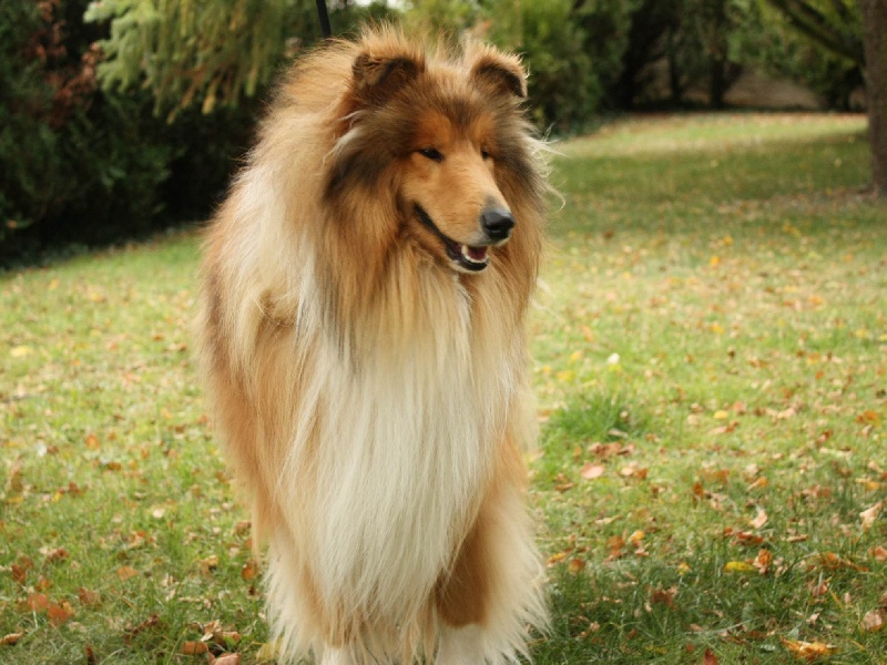 Dual b, dit yoko of Snowthy Park